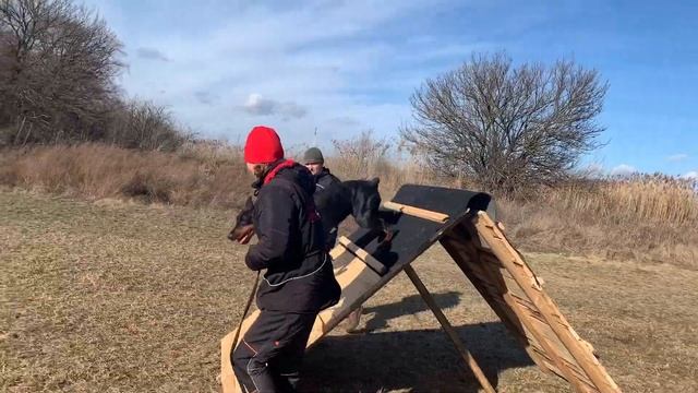 Обучение прыжкам через горку. Спортивная дрессировка.