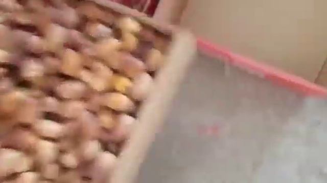 Финики Иран ?? сорт Захеди +79284244490 смотреть онлайн