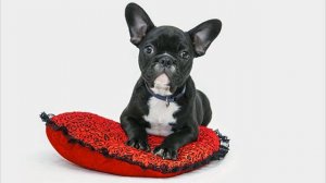 Французский бульдог Описание породы