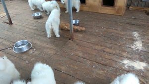 Щенки самоеда на продажу.