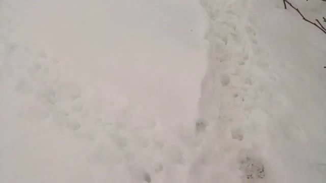 Павловния после -22 ШОК!!!!!!!!! смотреть доконца.  2 февраля 2021 г. смотреть онлайн