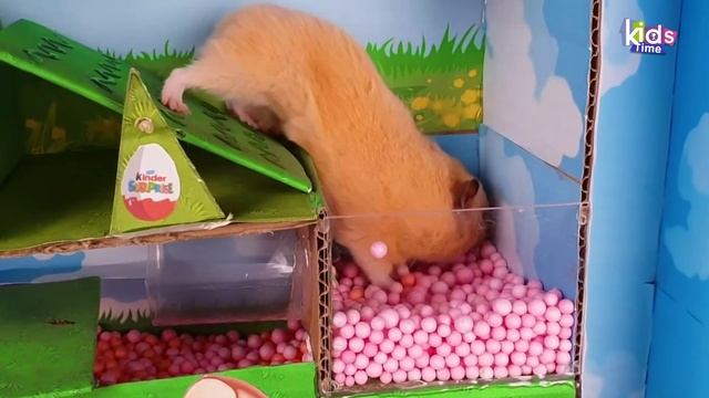 Лабиринт для хомячка Хомы - 5 уровней! ПОЛОСА ПРЕПЯТСТВИЙ
