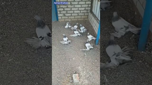Тополевые