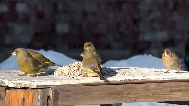 Зеленушка Carduelis choloris/ Зеленушка как выглядит / чем питается февраль 2021
