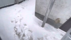 Холодный пуск INFINITY G37 на стоковом выхлопе ЗИМОЙ / Холодный Пук / Запуск автомобиля на холодну