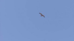 Он атакует Газелей, Варанов и даже Кабанов! Боевой орел – Африканский король неба!