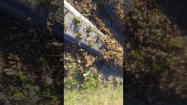 нашел высохший куст клубники, сделал срез а она ... ?! смотреть онлайн
