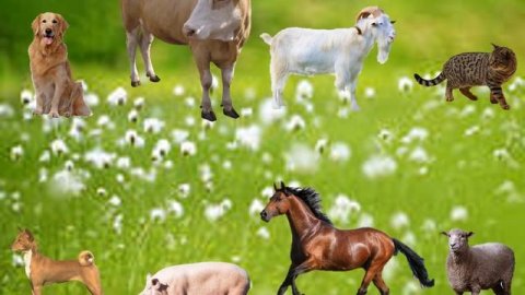 "Домашние животные"