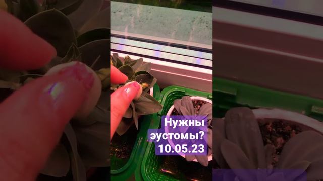 Эустома низкорослая продаётся #garden #flower #plant #gardening #цветы