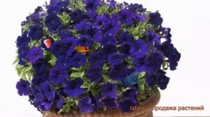 Петуния мультифлора Джоконда Блю (dzhokonda blyu) ? обзор: как сажать, семена петунии Джоконда Блю