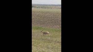 Газель против косули