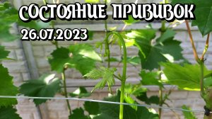 Состояние прививок винограда на 26.07.2023