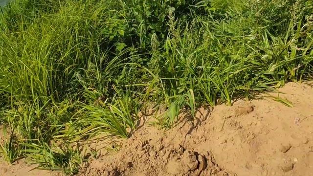 Наш курорт, кроме шуток) Отдых на Мере. Природа Заволжского района смотреть онлайн