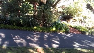 64. Как кричит австралийская кукабара.