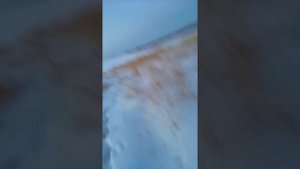 Ловля куропаток на силки зимой .