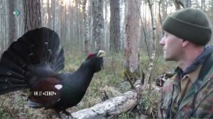 Уникальное видео: В метре от егеря токует взрослый глухарь.