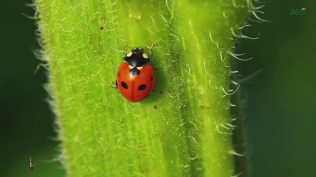 LADYBUG PLANET 4K | Relax Your Mind - Soothing Piano & Forest Sounds - #39 смотреть онлайн