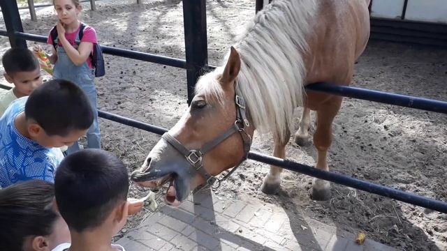 Лошадь кушает с руки. Парк "В некотором царстве", город Рязань