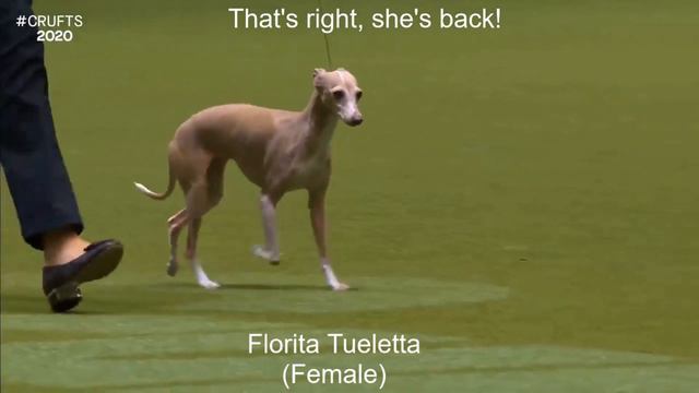 Best of Breed, Toy Group|ITALIAN GREYHOUND| смотреть онлайн