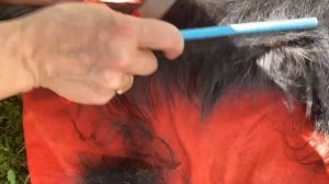 Тримминг ризеншнауцера