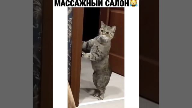 " котомассаж "😹 | массаж делаете?😹