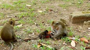 Big monkey hit new monkey Daniela, Daniela stuck Crying