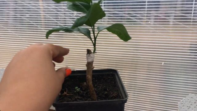 Домашние Цитрусы. Прививка Аркобалено удалась. Мариана и Михаил/Life in the village смотреть онлайн