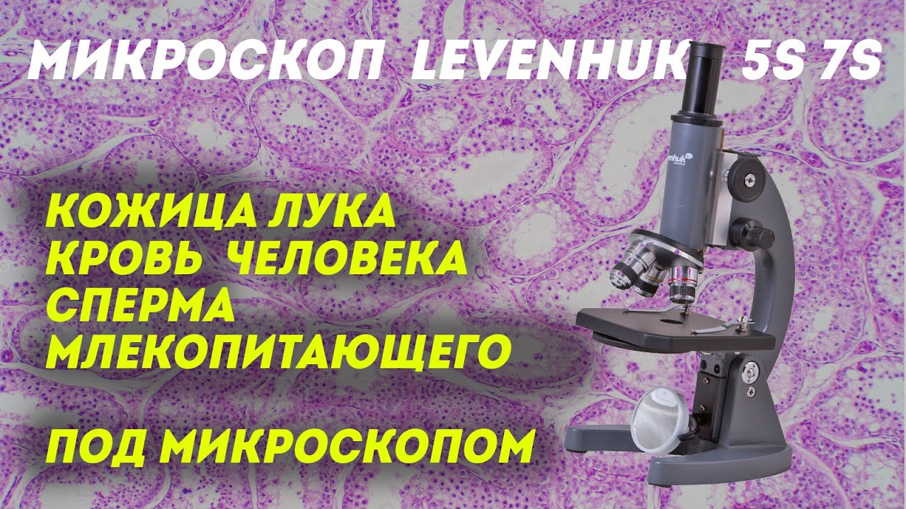 Тестируем микроскоп Levenhuk 5S NG и 7S NG | Под микроскопом
