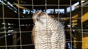 Ястреб тоже может быть милым и забавным.