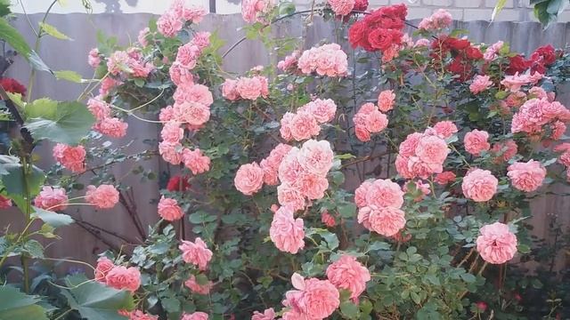 ПРОСТО КРАСАВИЦА! РОЗА РОЗАРИУМ ЮТЕРЗЕН («Rosarium Uetersen»)! смотреть онлайн