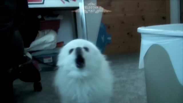 Shark Boy e Lava Girl - 'Sonhe sonhe sonhe' em cachorrês | NOSTALGIA смотреть онлайн