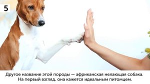 10 Пород Собак Опасных Для Семей с Детьми