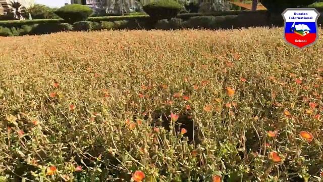 Проект по окружающему миру и страноведению «Что растёт на клумбах ОАЭ? Что это за листья?» смотреть онлайн