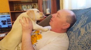 Щенок лабрадора пытается поцеловать своего хозяина