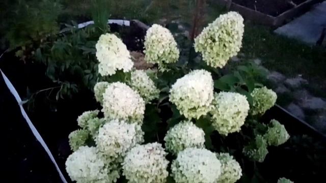 Пересадила гортензию Фрейзи мельба, красную смородину 31.08.22 смотреть онлайн