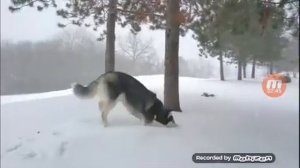 Самая умная порода это хаски