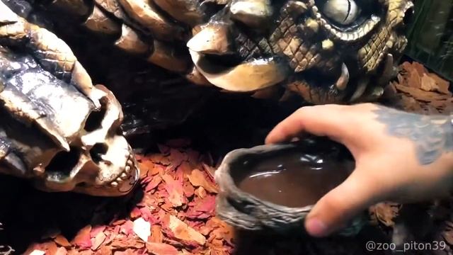 Террариум и фон своими руками смотреть онлайн