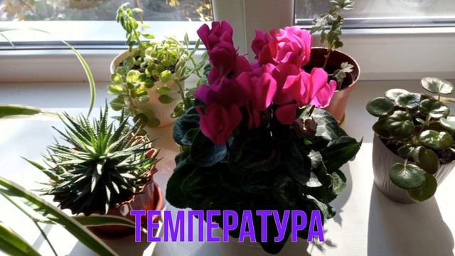 Цикламен: личные советы, как ухаживать за цветком дома