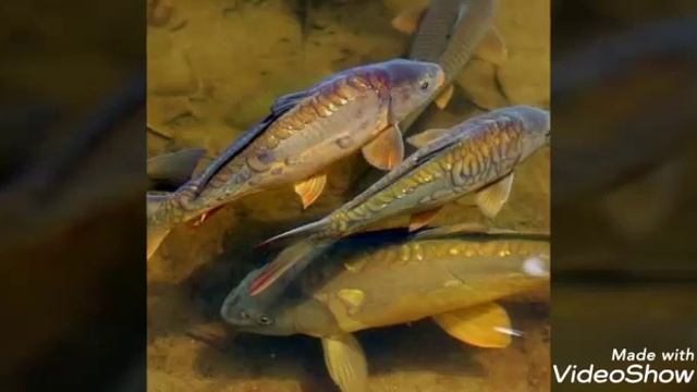 Зеркальный Карп:описание смотреть онлайн