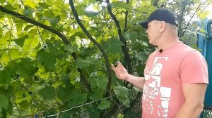 Кишмиш Юпитер,он совсем не такой как о нём пишут.