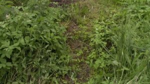 КАК ВЫРАСТИТЬ БЕЛЫЕ ГРИБЫ У СЕБЯ НА БАЛКОНЕ ИЛИ НА ГРЯДКАХ