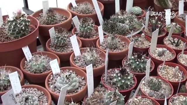 Кактусы Коллекция Ботанического сада ННГУ смотреть онлайн