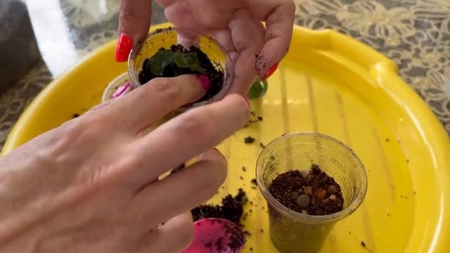 Пересадка и пикировка сеянца адениума.