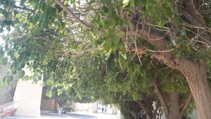 Туркменистан. Мечеть Дашогуз. Жутзавот. 2019