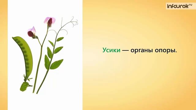 27  Влияние среды на строение листа  Видоизменение листьев