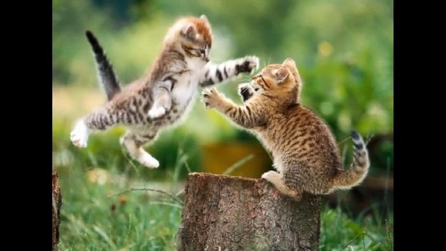 Смешные коты ДЕРУТСЯ друг с другом? смотреть онлайн