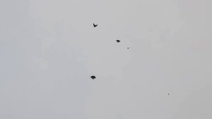 Серпастые голуби Суровикино Волгоградская область. Выпуск 1.