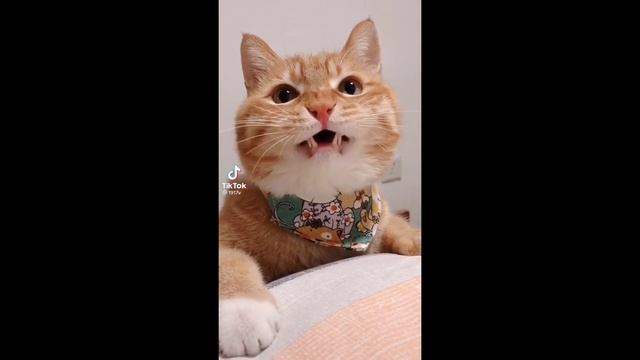 Смешные говорящие котики
