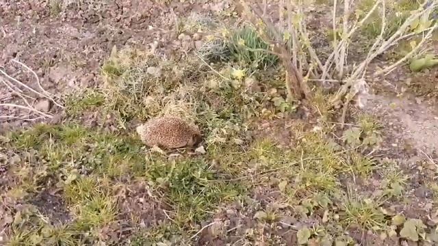 Ёжик проснулся после зимней спячки смотреть онлайн