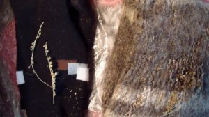 Защитит полынь от моли?